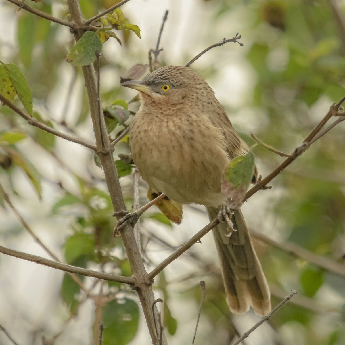 Striated Babbler - ML373719981