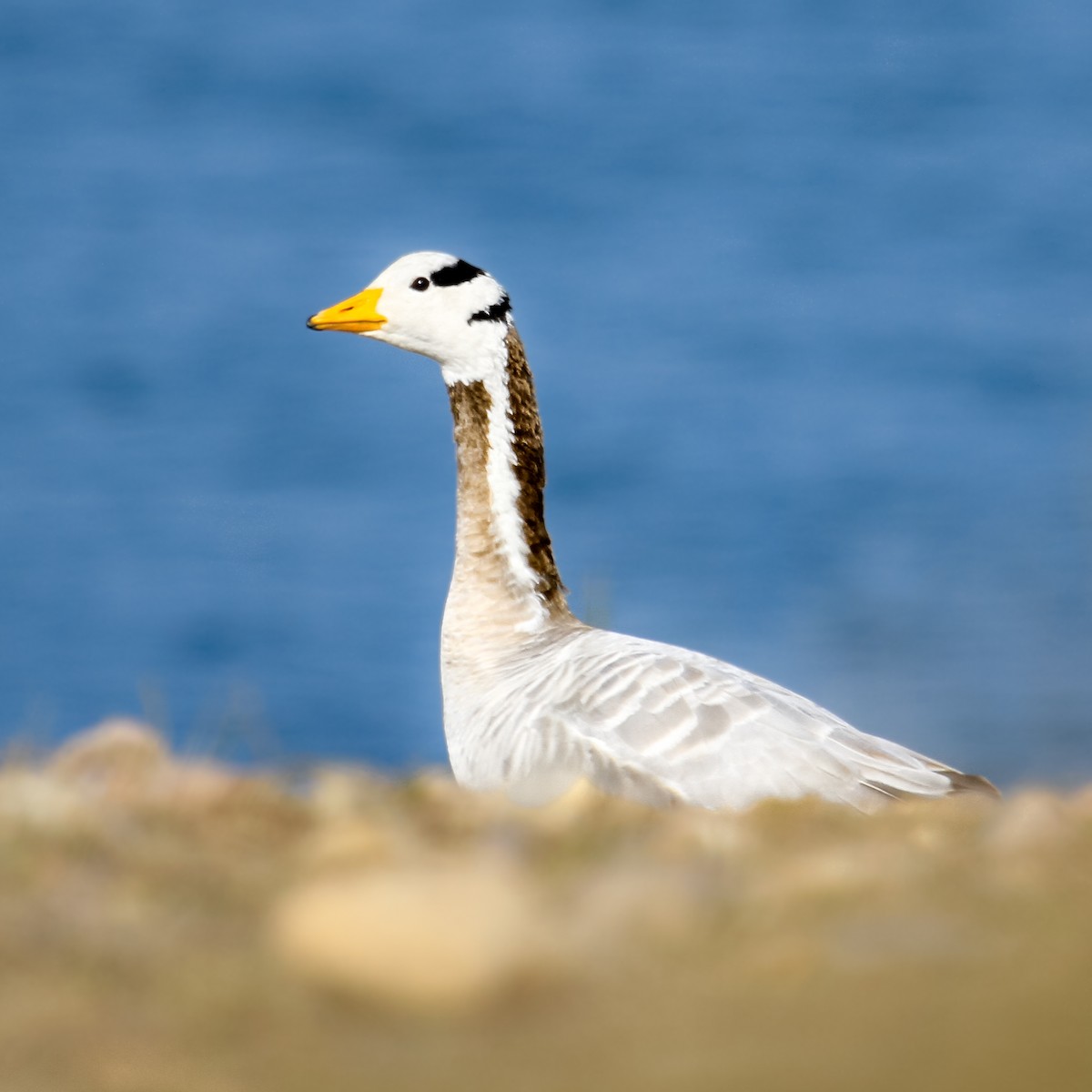 Bar-headed Goose - ML373719991