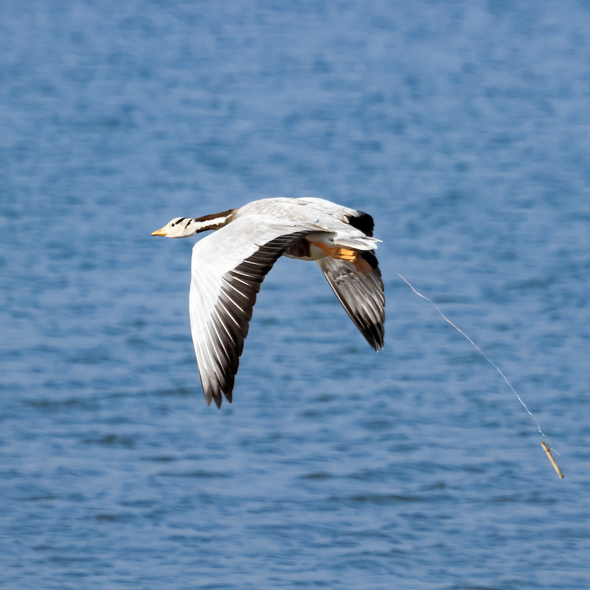 Bar-headed Goose - ML373720001