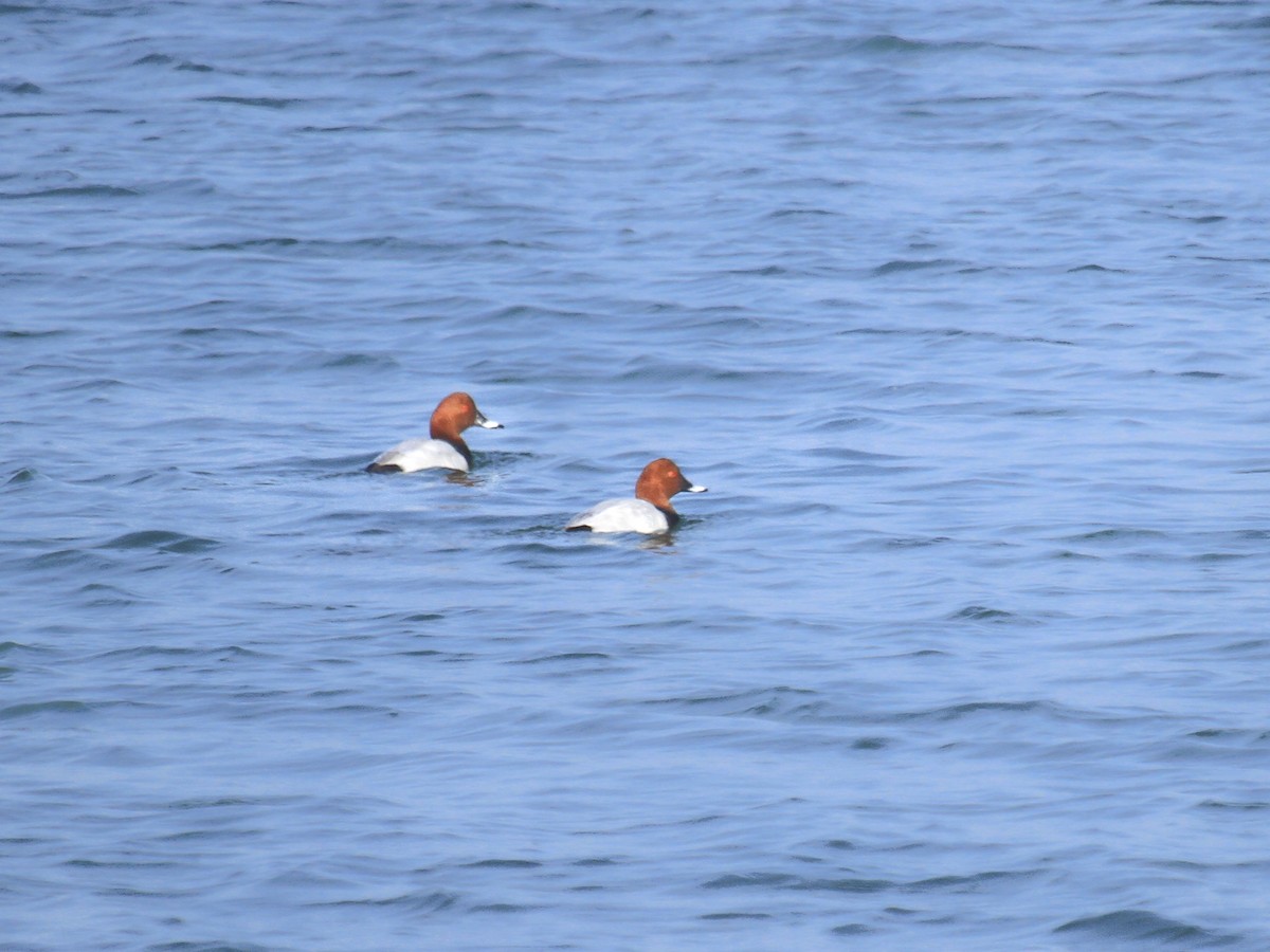 Common Pochard - ML373720021