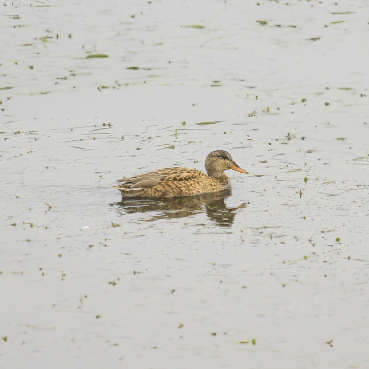 Gadwall - ML373720071