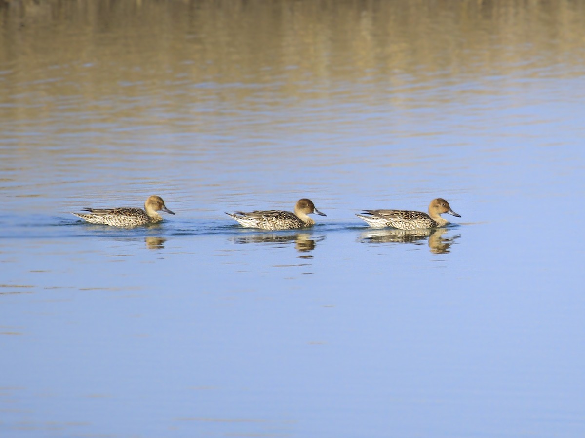 Northern Pintail - ML373720181