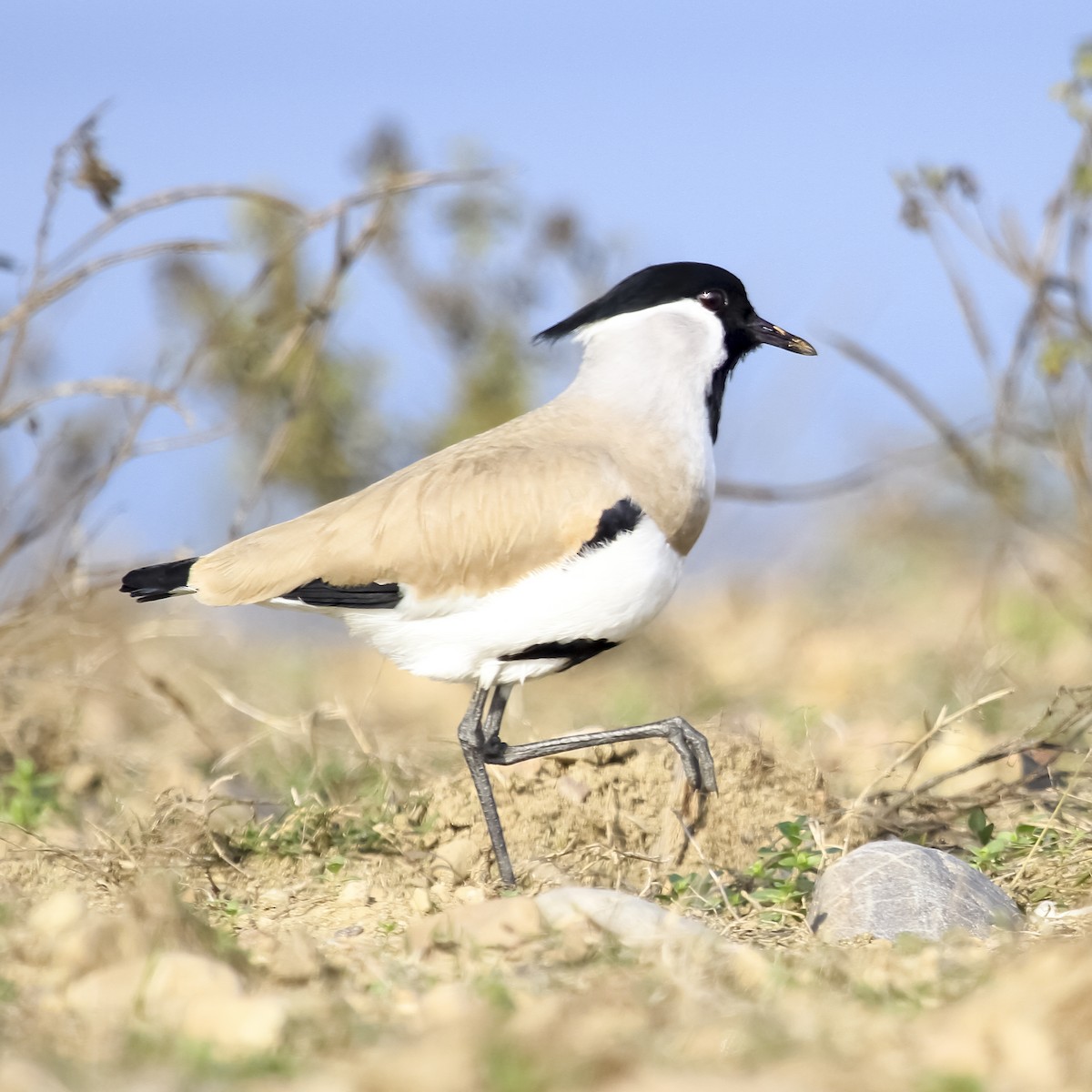 River Lapwing - ML373720251