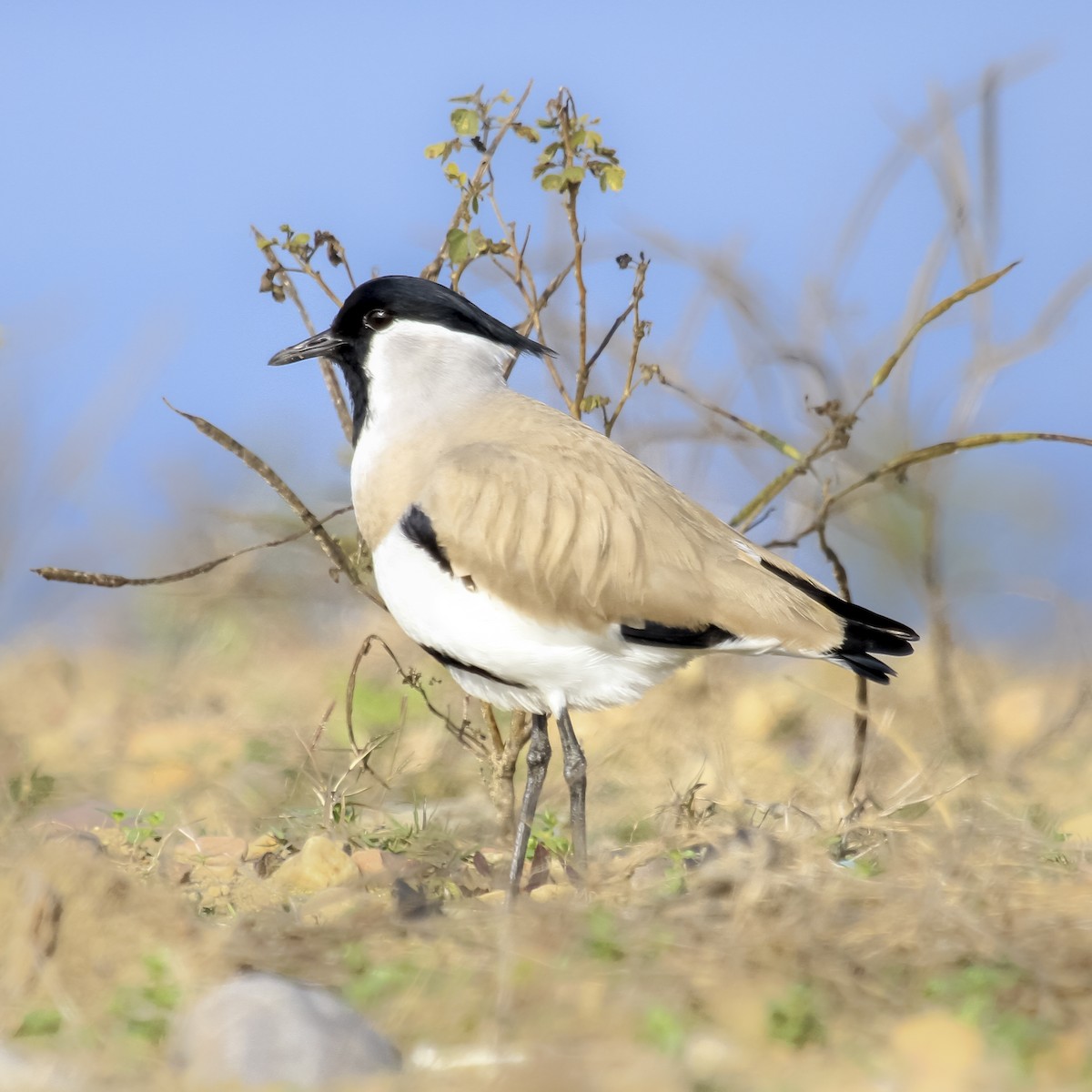 River Lapwing - ML373720261