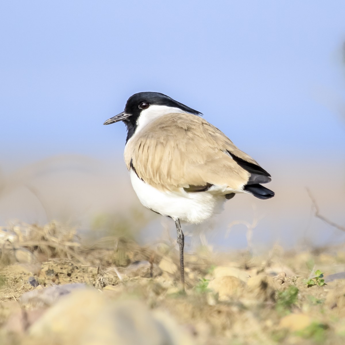 River Lapwing - ML373720271