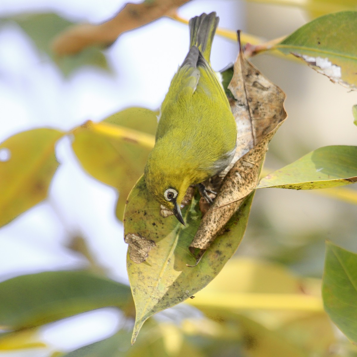 Indian White-eye - ML373720321