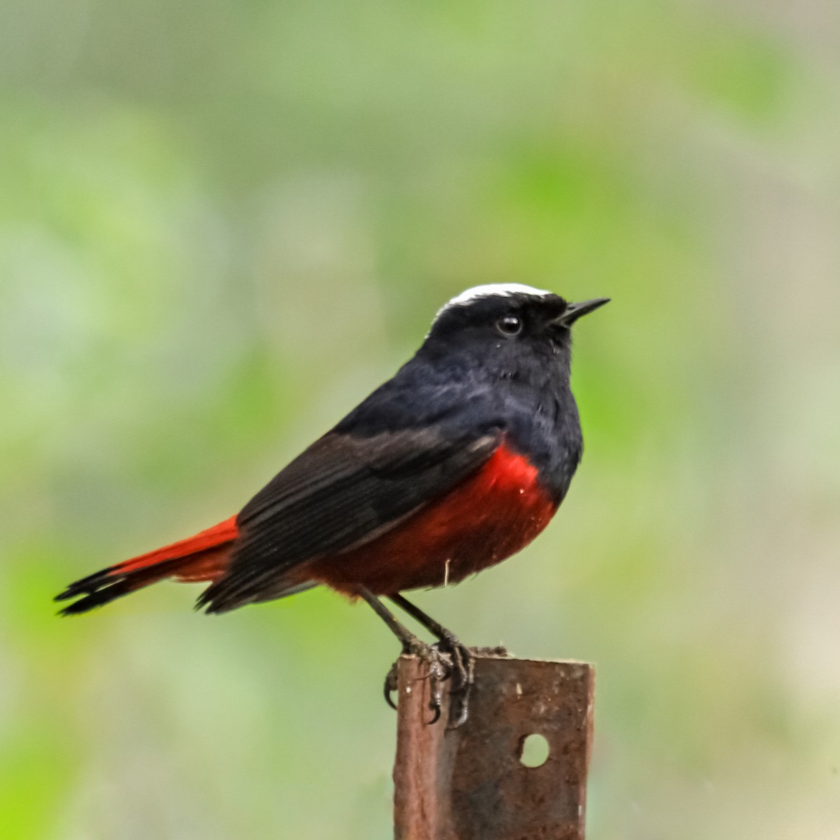 White-capped Redstart - ML373720351