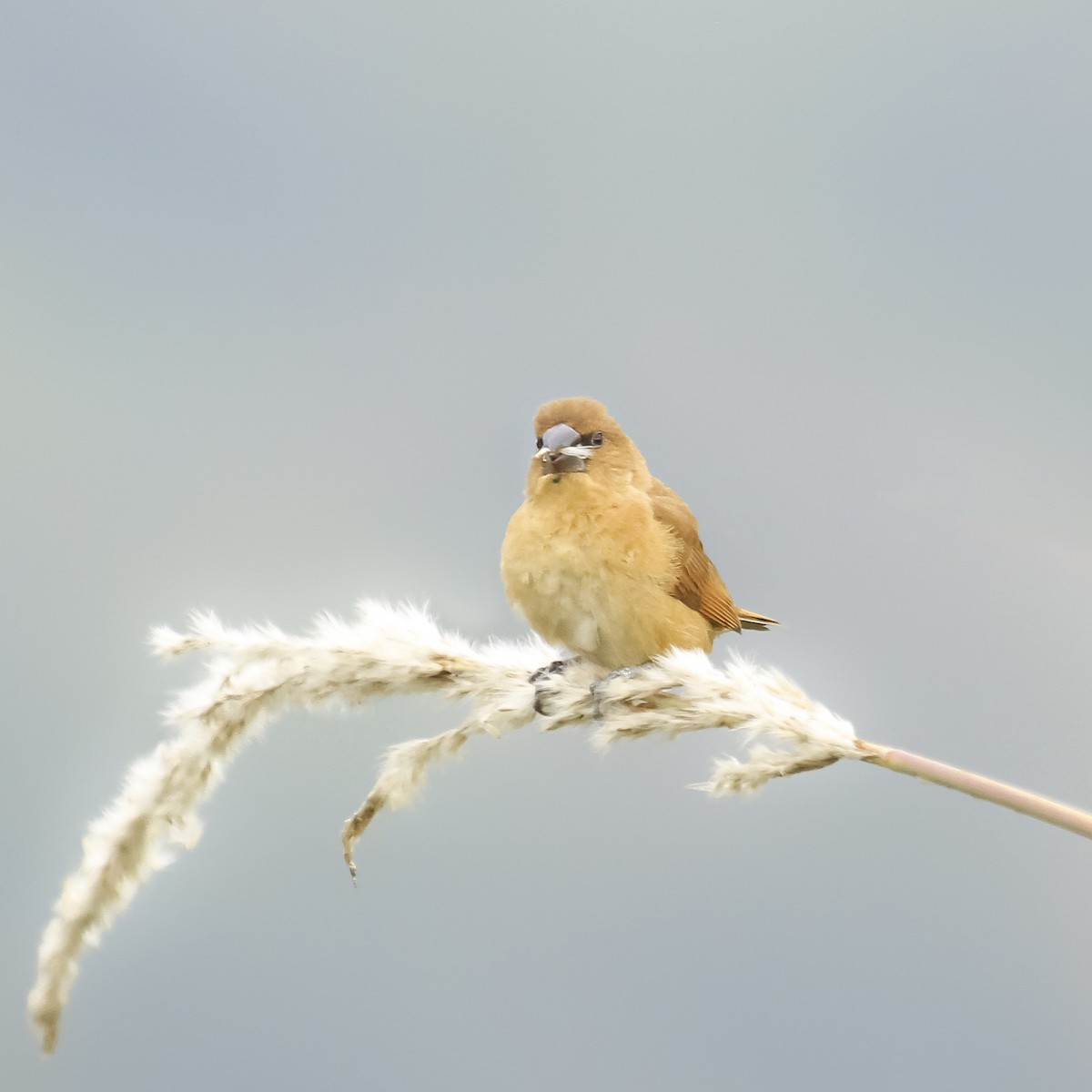 Scaly-breasted Munia - ML373720361