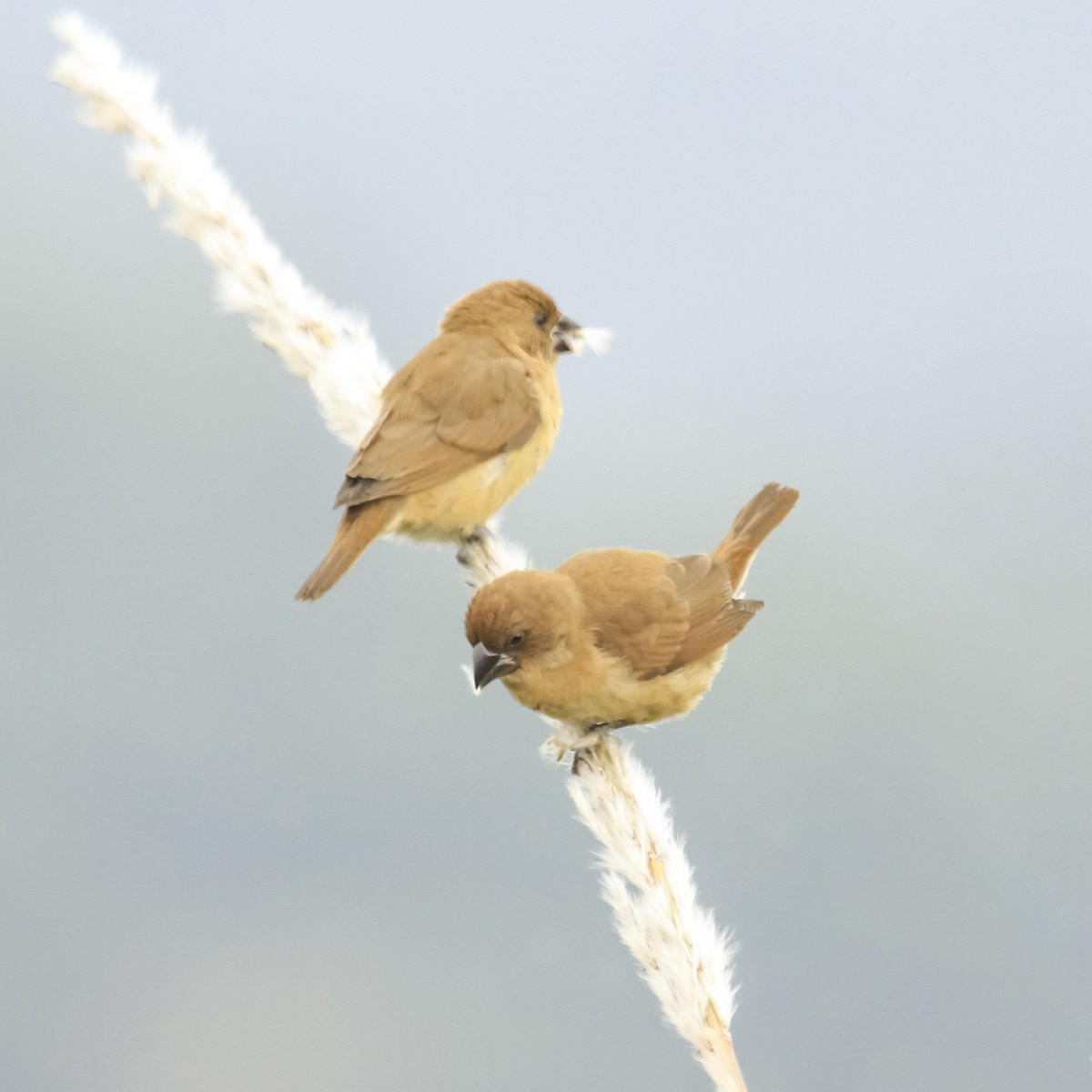 Scaly-breasted Munia - arjun basandrai