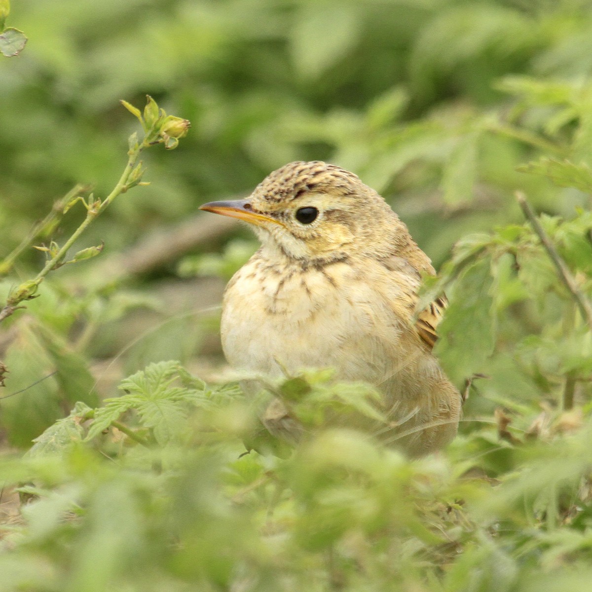 Paddyfield Pipit - ML373720421