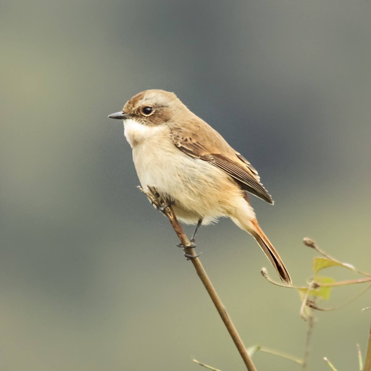 Gray Bushchat - arjun basandrai