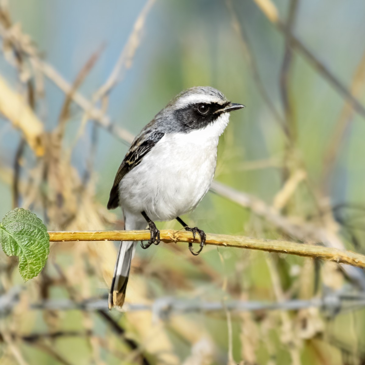 Gray Bushchat - ML373720471