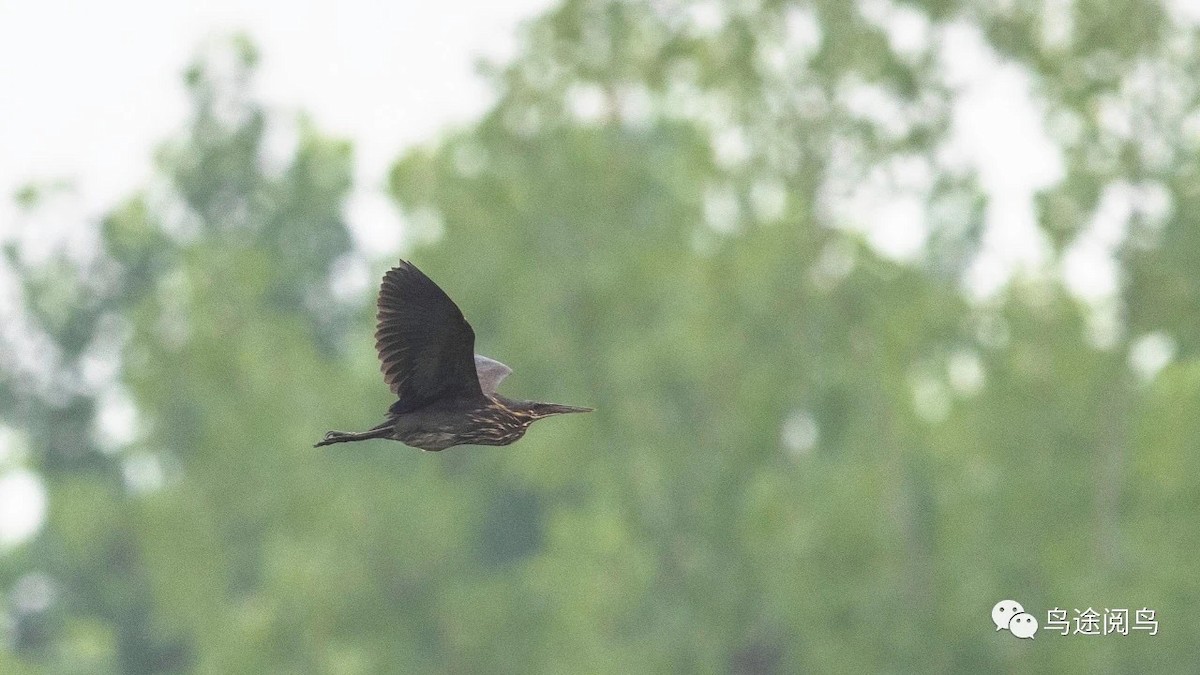 Black Bittern - ML373720771