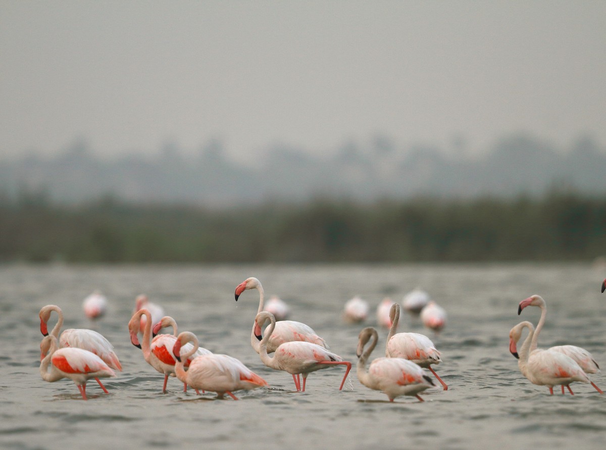 Greater Flamingo - ML373720791