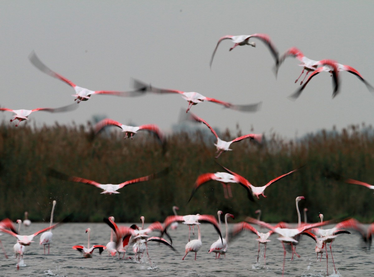 Greater Flamingo - ML373720891