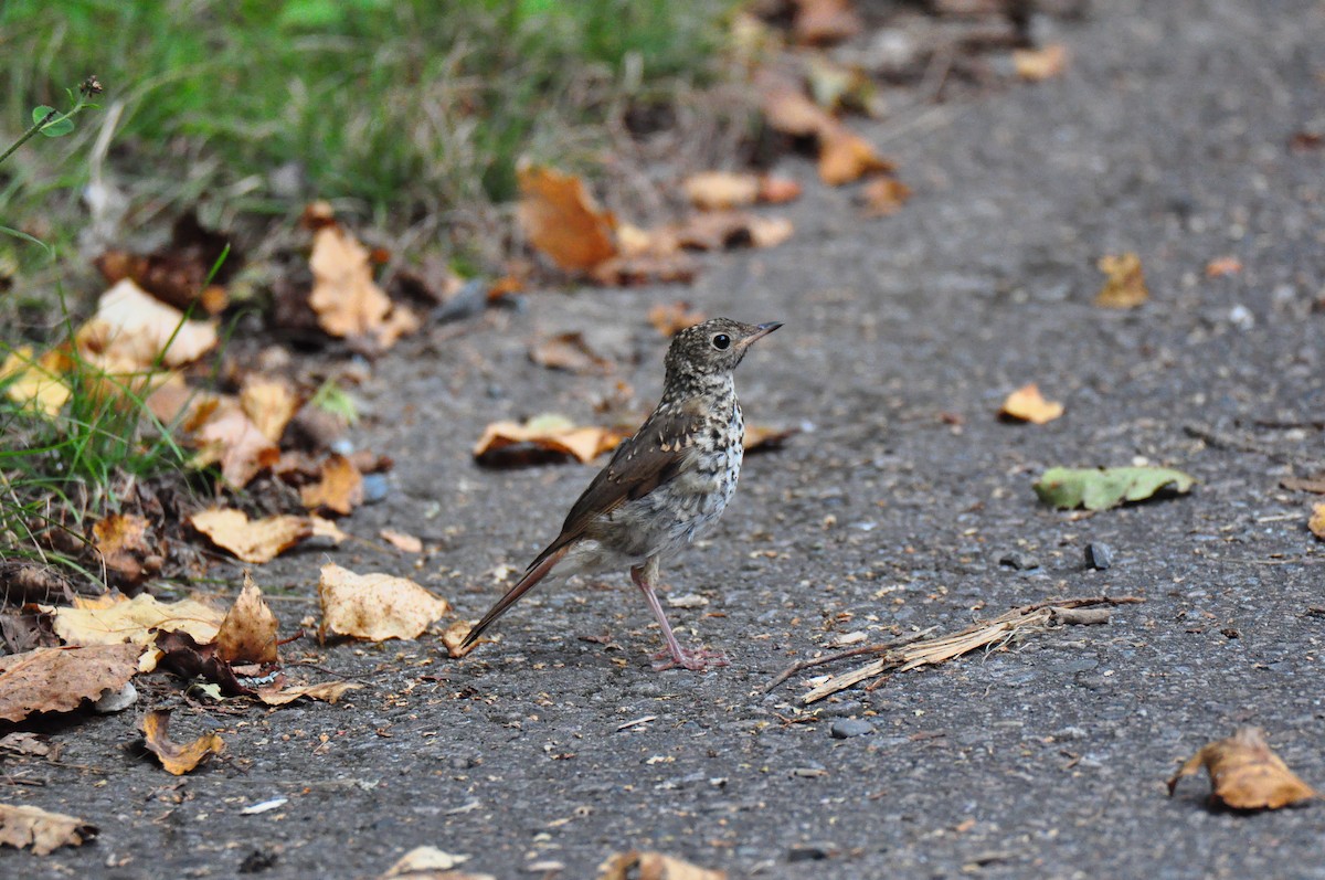 Hermit Thrush - ML373722401