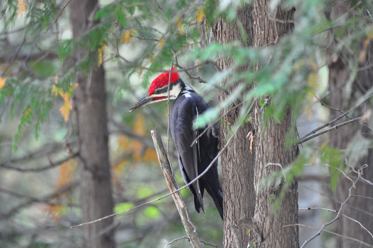 Pileated Woodpecker - Leeny A