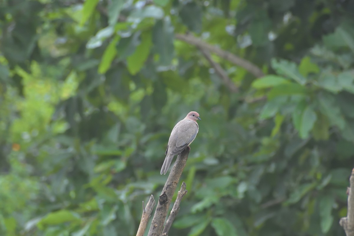 Laughing Dove - ML373723611