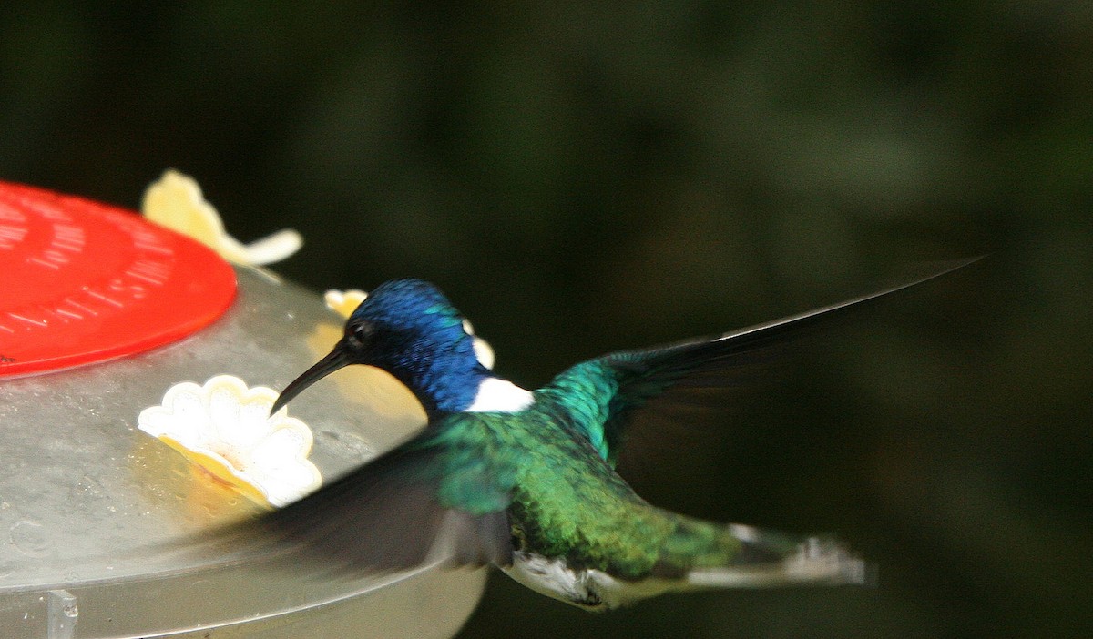 White-necked Jacobin - Dave Czaplak