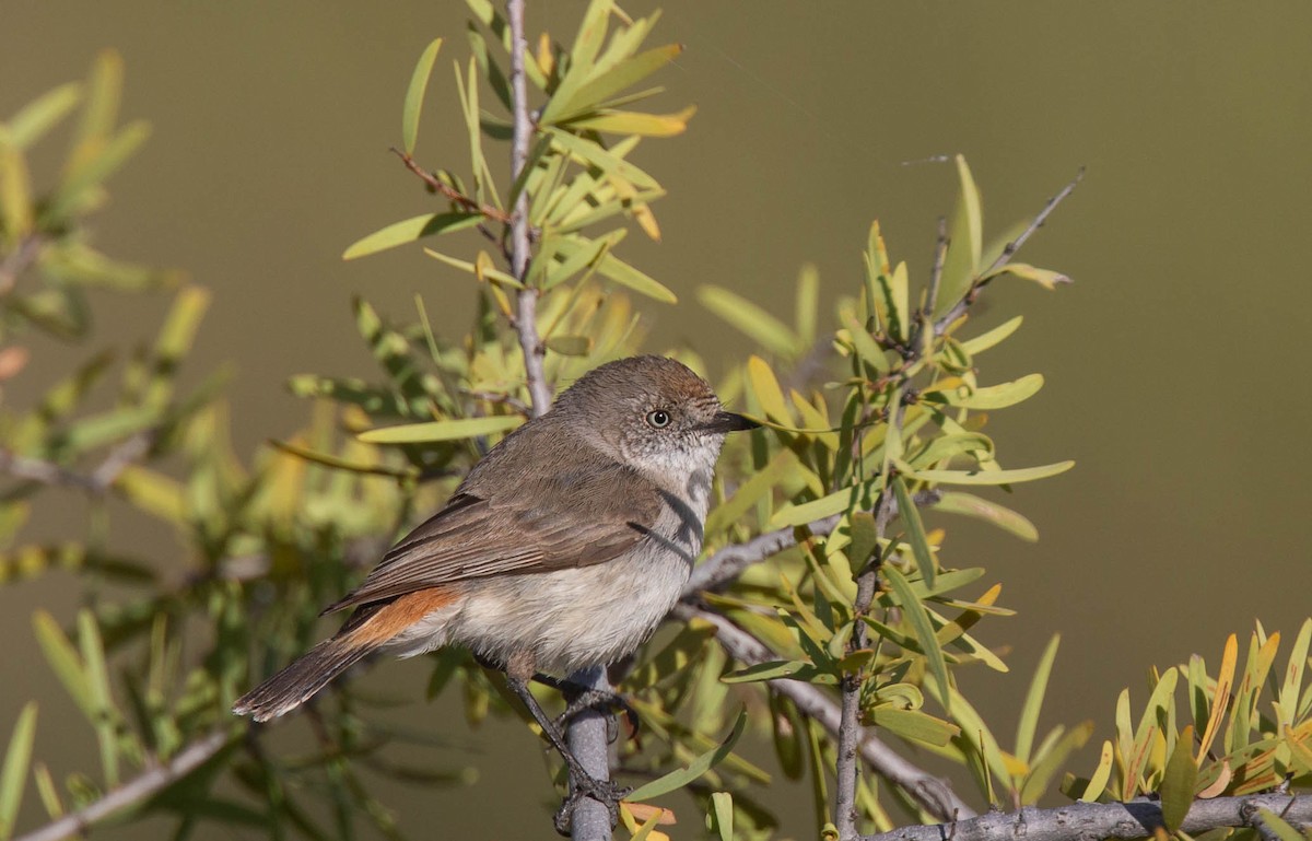 Chestnut-rumped Thornbill - Geoff Dennis