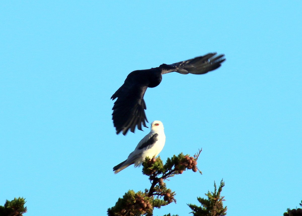 White-tailed Kite - ML37372531