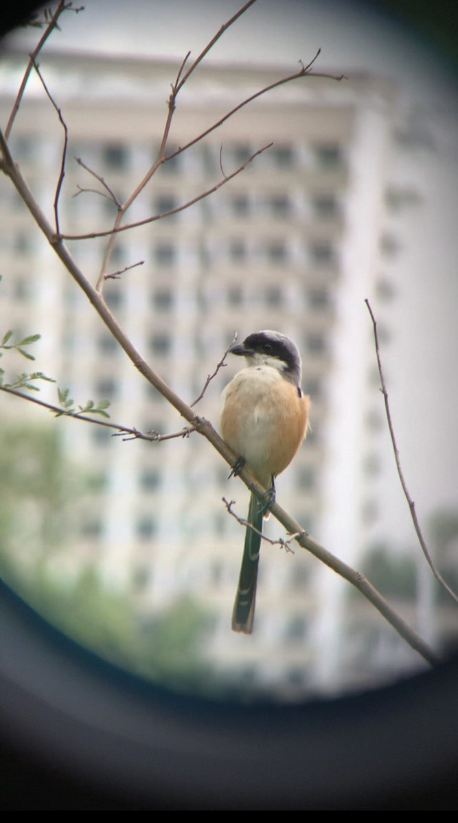 Long-tailed Shrike - ML373725741