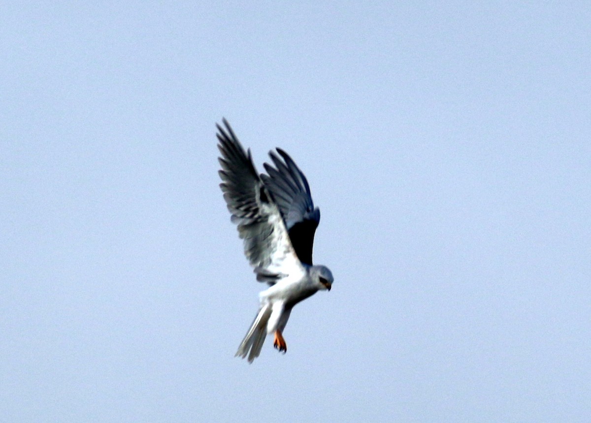 White-tailed Kite - ML37372621