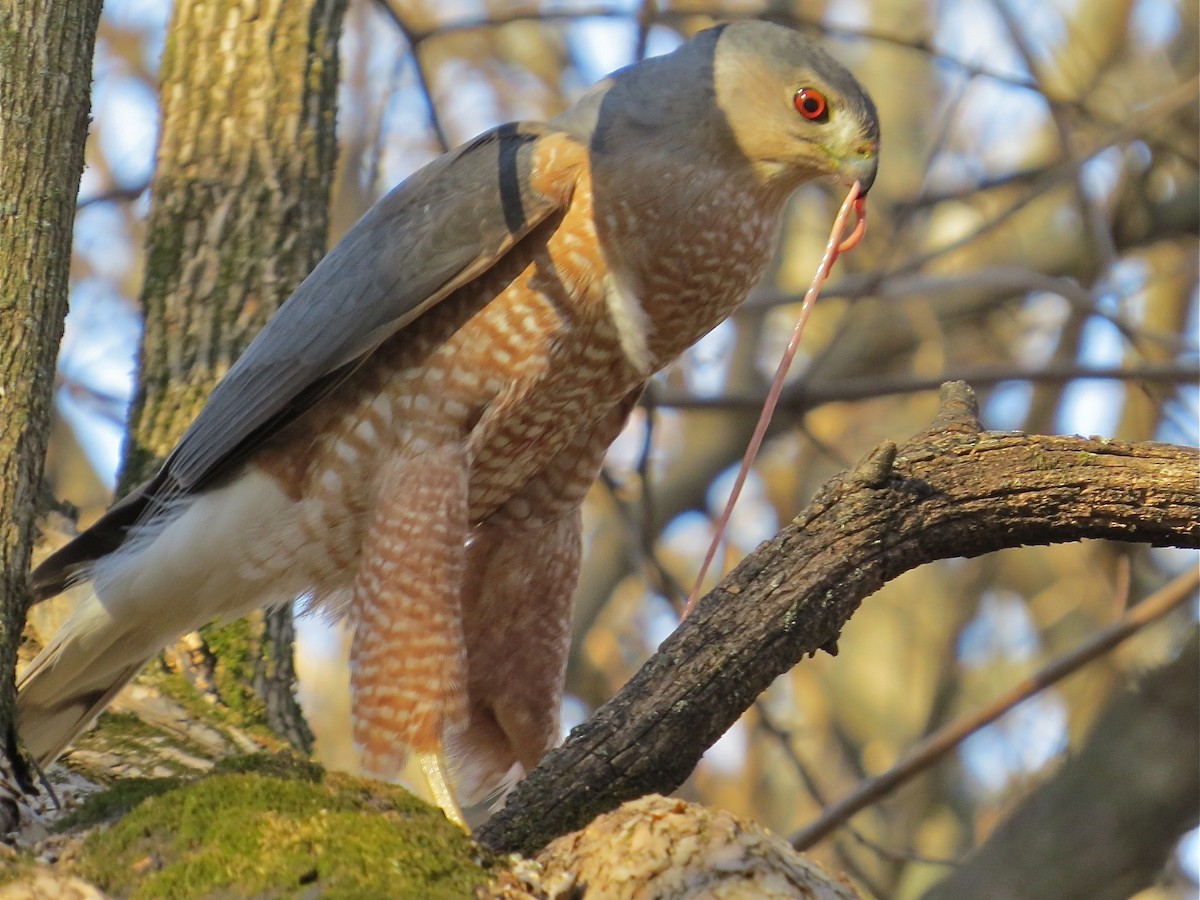 Cooper's Hawk - ML37372721