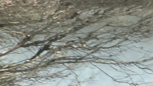 オジロセンニョムシクイ - ML373727451