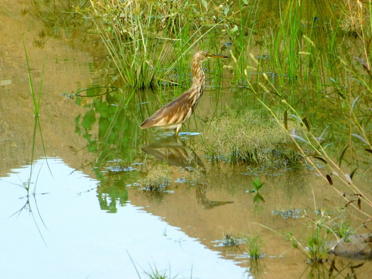 Indian Pond-Heron - Sarabjeet Kaur