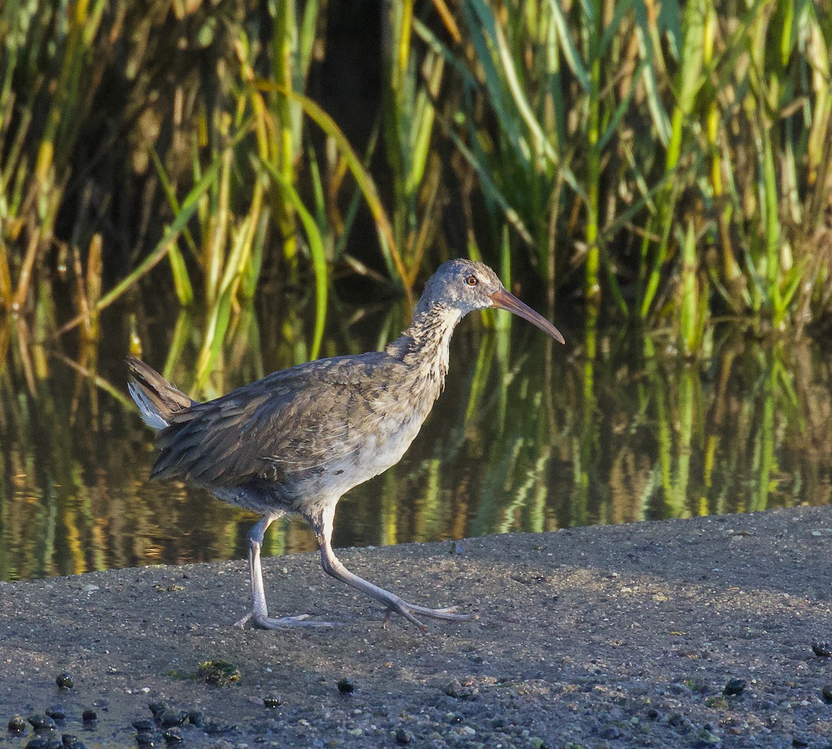 Clapper Rail - Jason Barcus