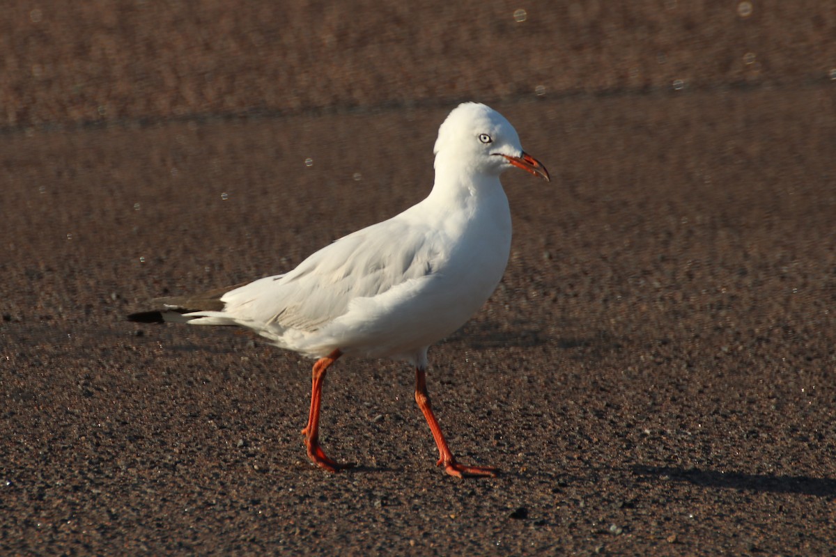 Silver Gull (Silver) - ML373731391