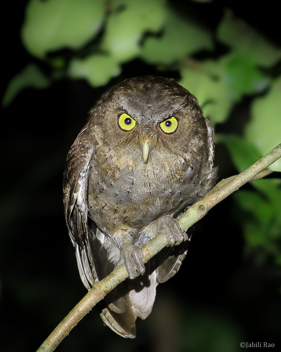 Andaman Scops-Owl - ML373731761