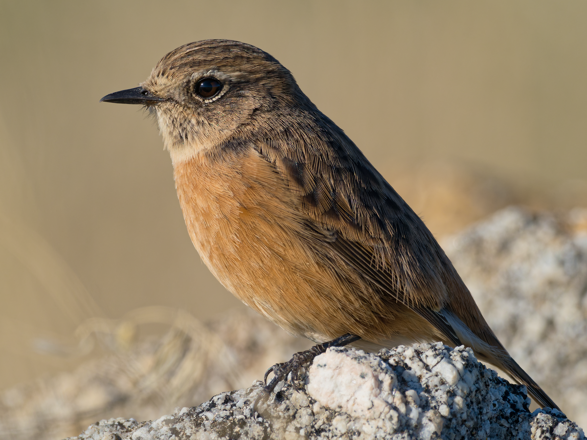 European Stonechat - Juan Parra Caceres