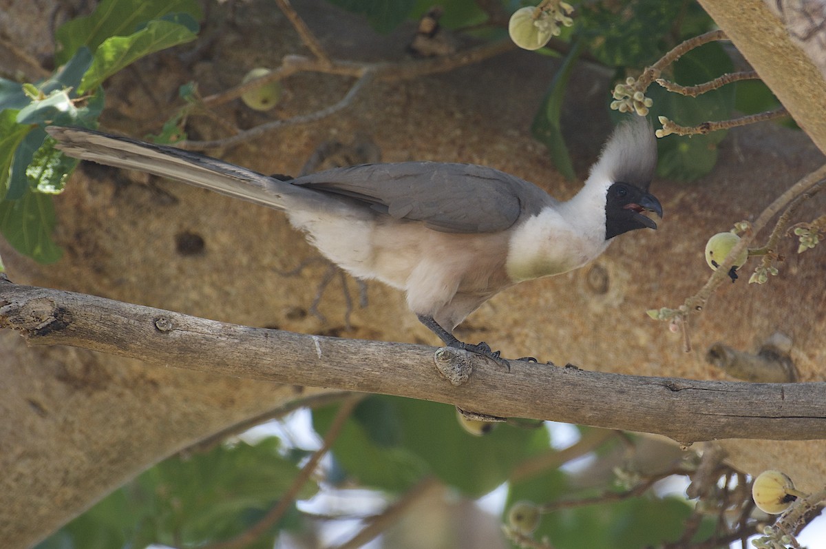 Bare-faced Go-away-bird - Ad Konings