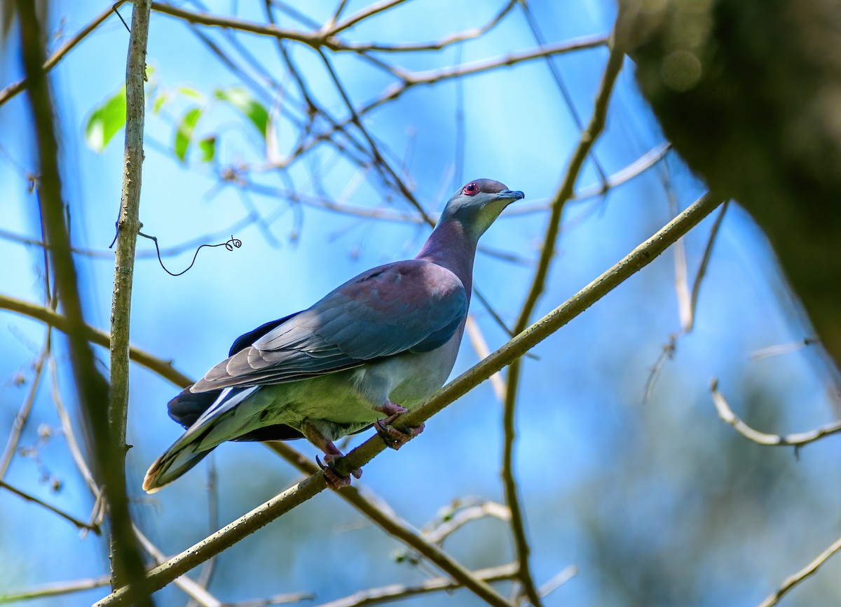 Pale-vented Pigeon - ML373735131