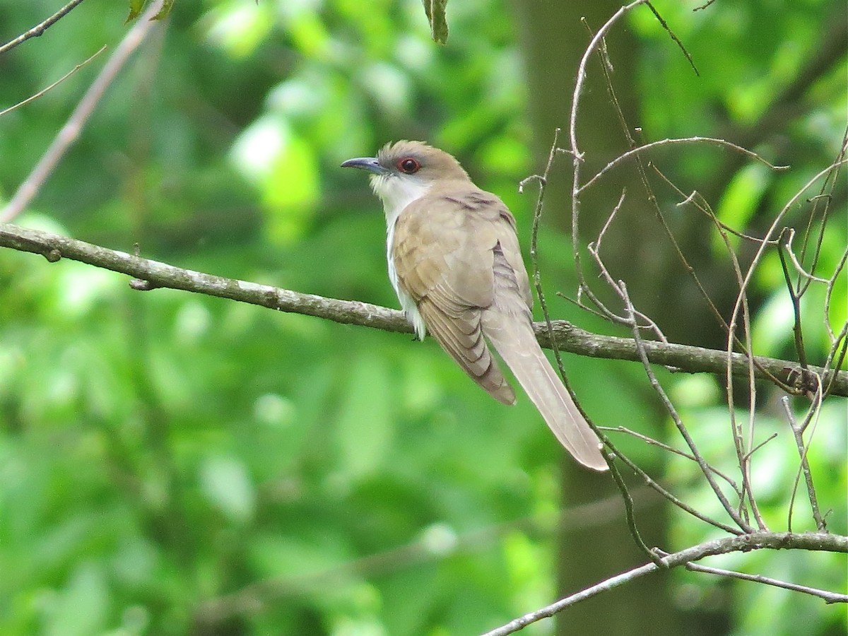 Black-billed Cuckoo - ML37373831