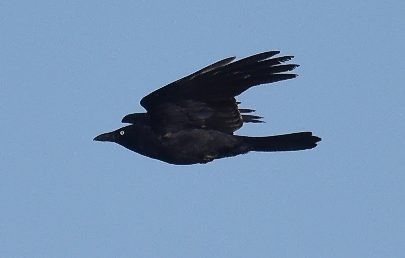 Torresian Crow - ML373738331