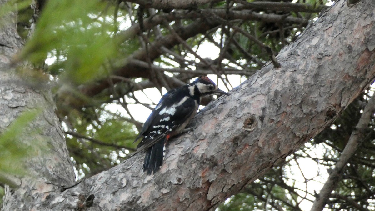 Great Spotted Woodpecker - ML373738601