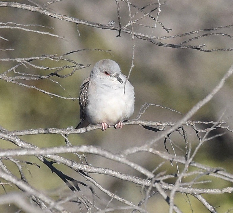 Diamond Dove - Snotty Foster