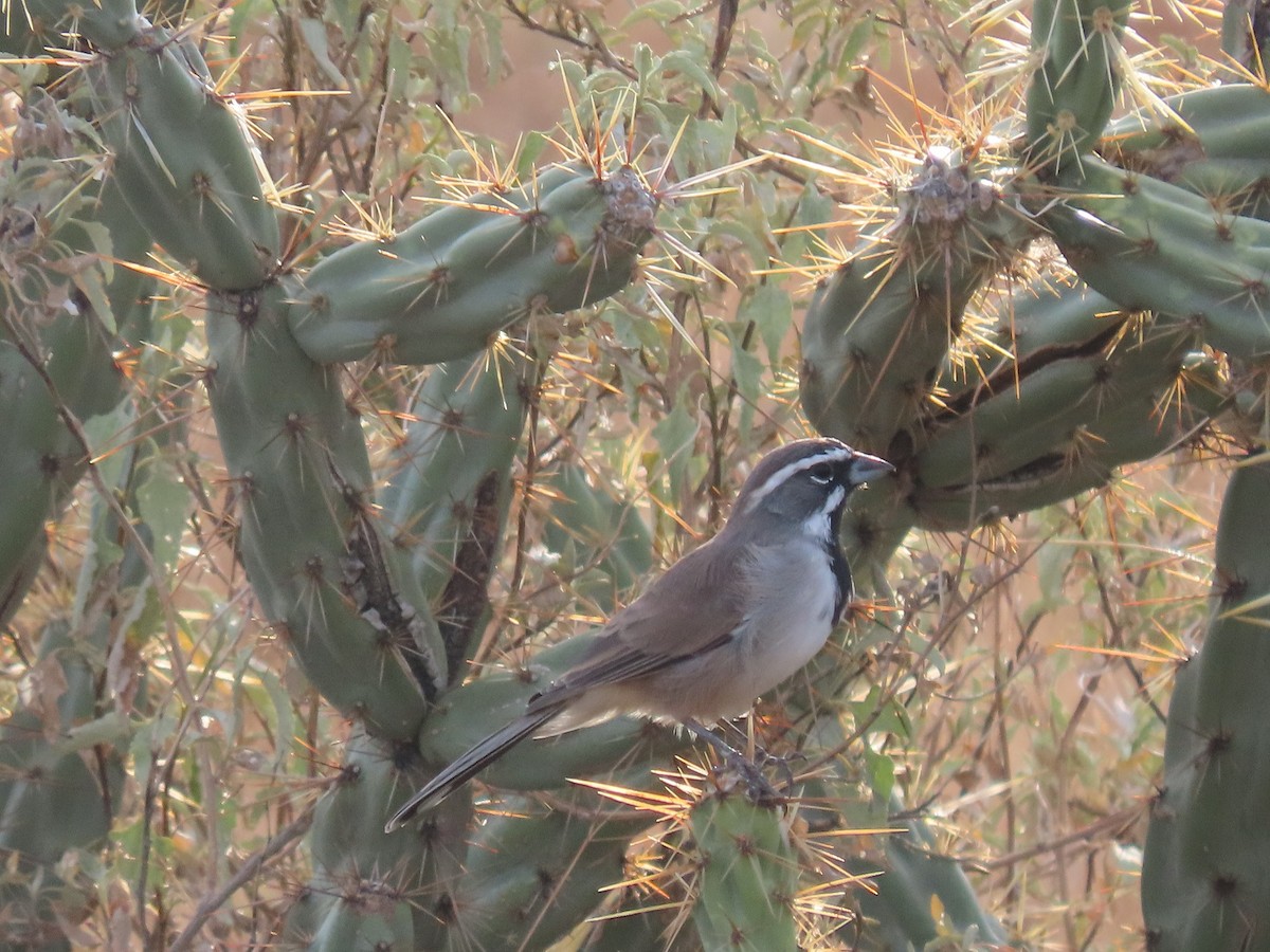 Black-throated Sparrow - ML373741411