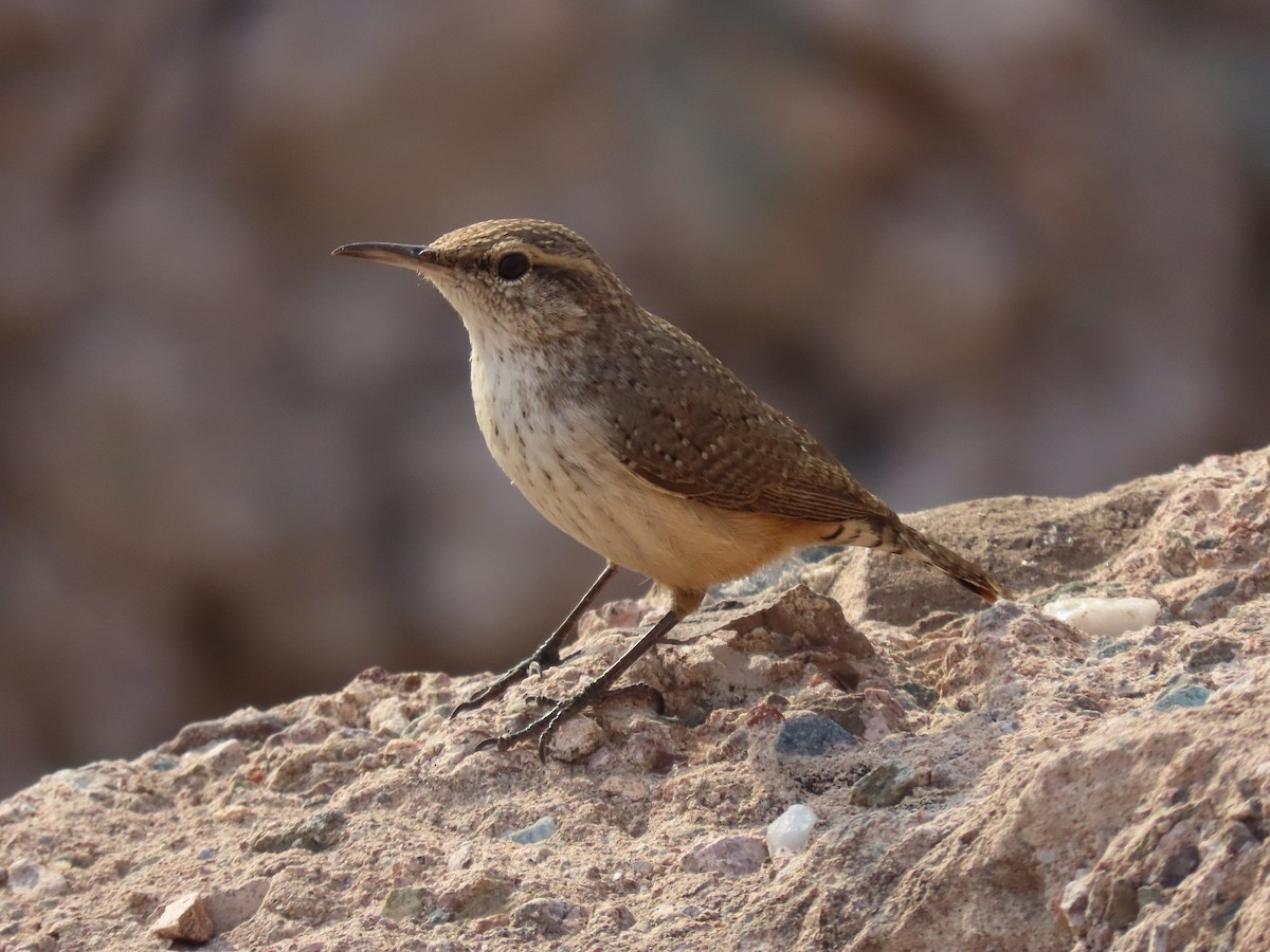 Rock Wren - ML373741431