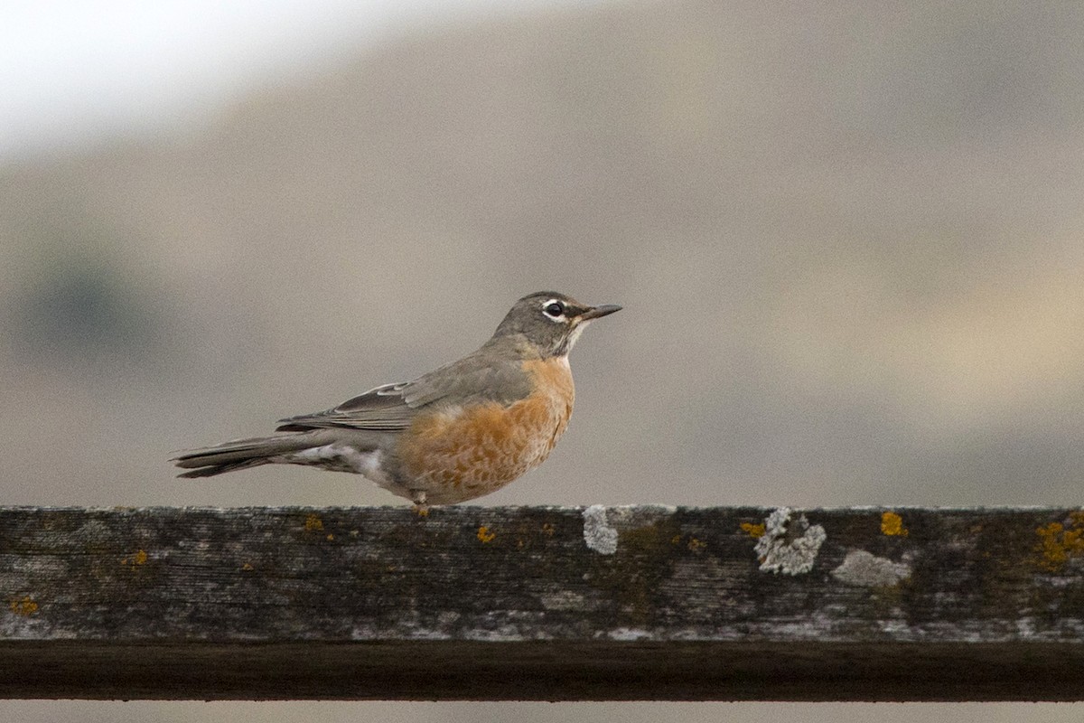 American Robin - ML373741511