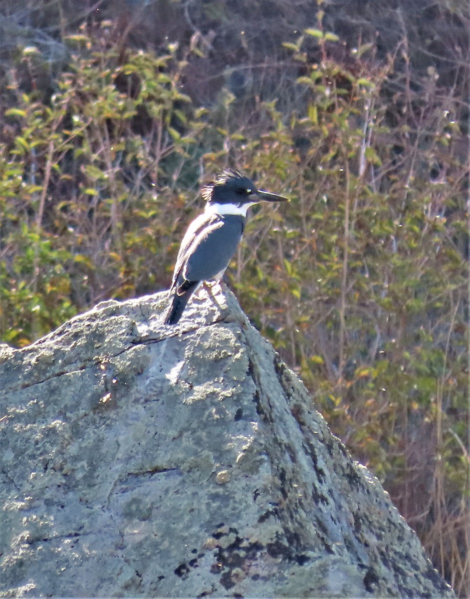 Belted Kingfisher - ML373741521