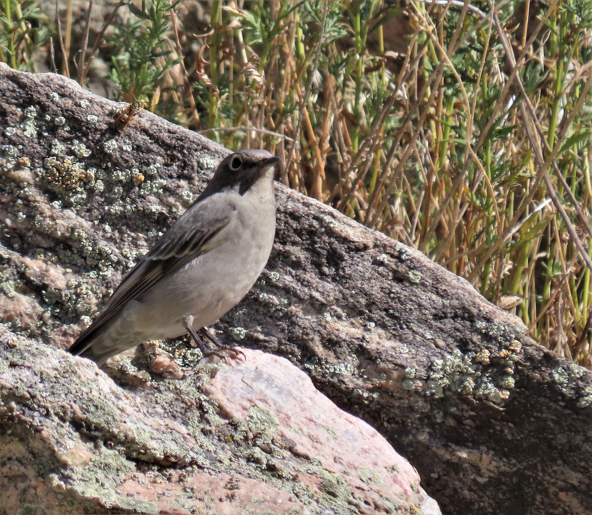 Townsend's Solitaire - ML373741541