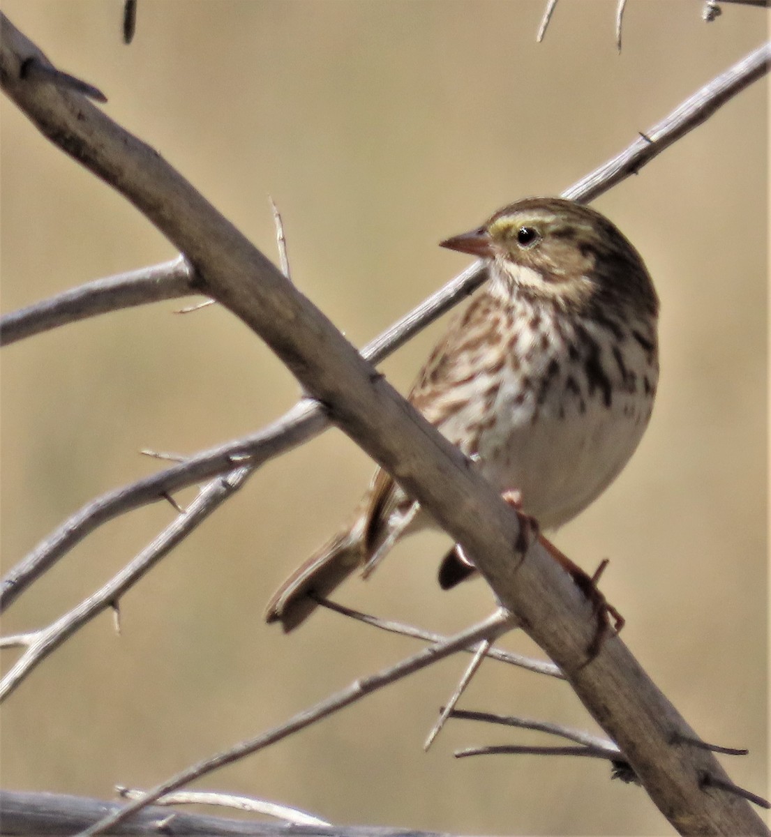 Savannah Sparrow - ML373741581