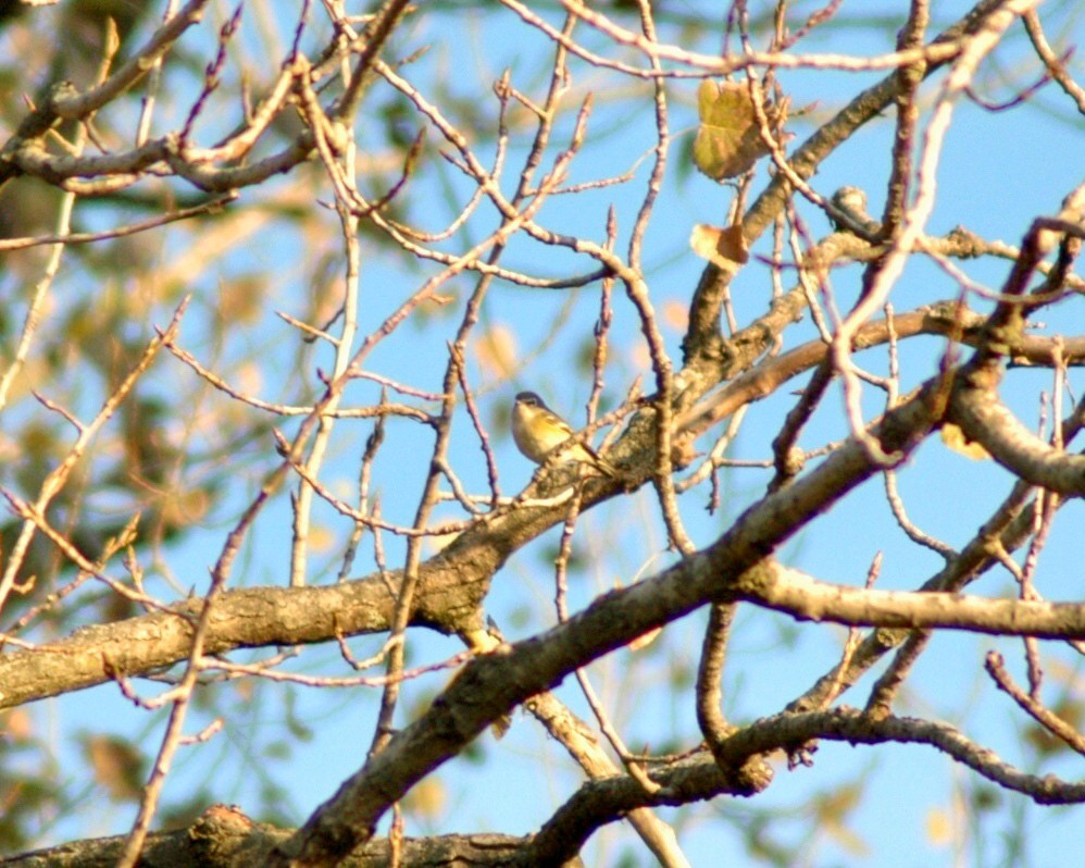 Blue-headed Vireo - ML373741661