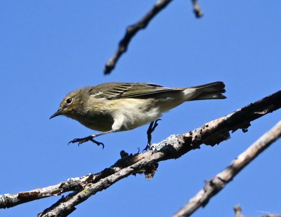 Tigerwaldsänger - ML373742011