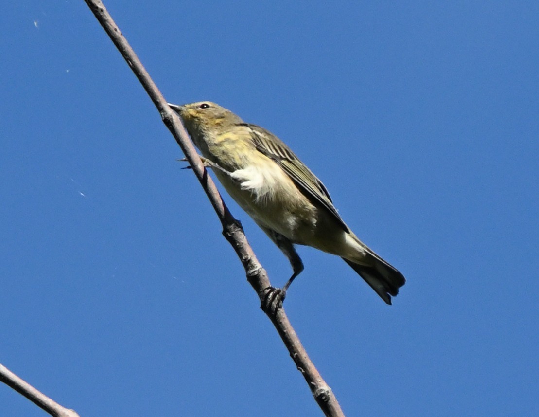 Cape May Warbler - FELIX-MARIE AFFA'A