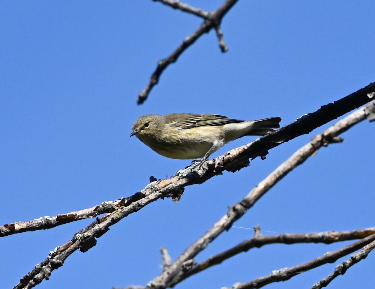 Cape May Warbler - FELIX-MARIE AFFA'A